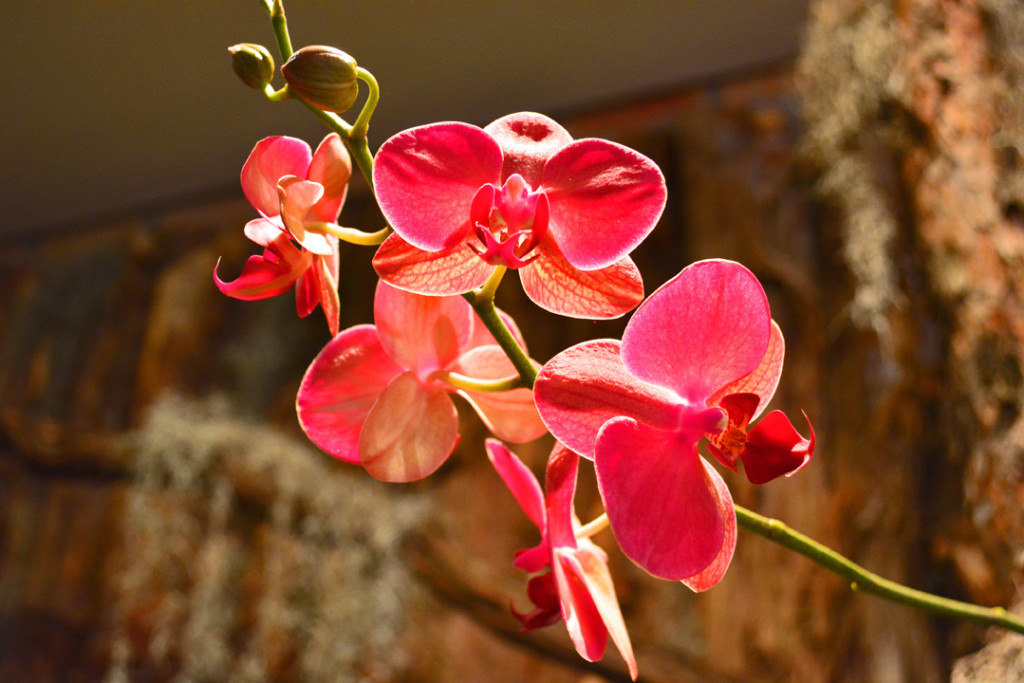 Orchid Show Pink Orchid