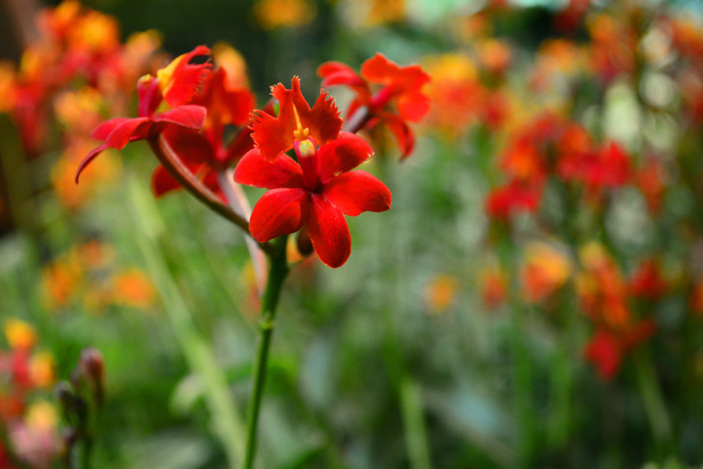 Orchid Show Red Orchid