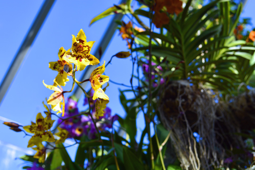 Orchid Show Yellow Orchid