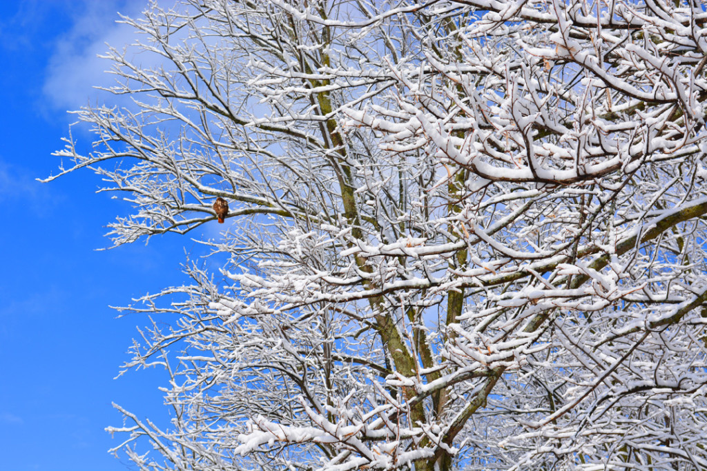 Red Tailed Hawk in Snowy Tree Fermilab