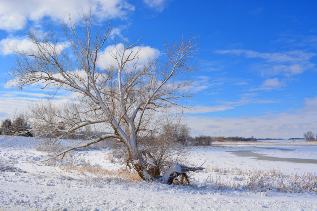 Snowy tree at frozen lake photo Fermilab