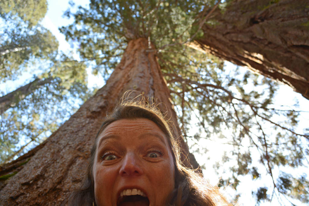 California Giant Redwood Sequoia at Mariposa Grove 2014