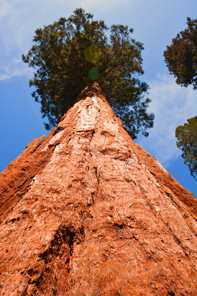 California Giant Sequoia Mariposa Grove