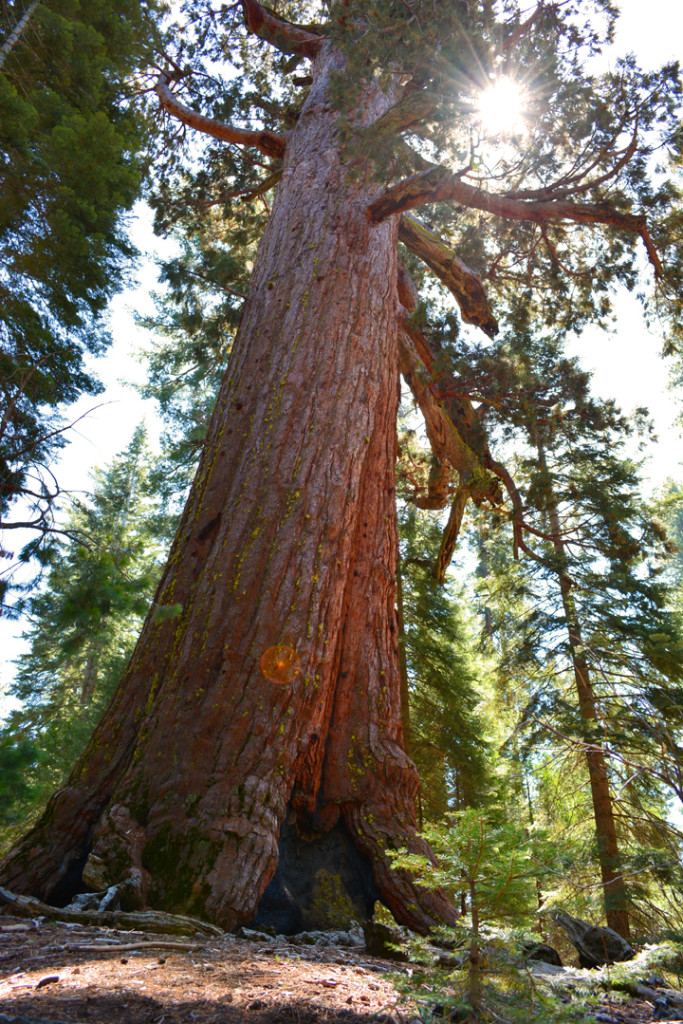 California Grizzly Giant Sequoia At Mariposa Grove