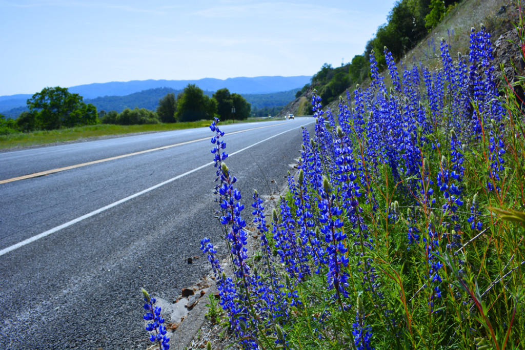 California Purple Roadside Lupine