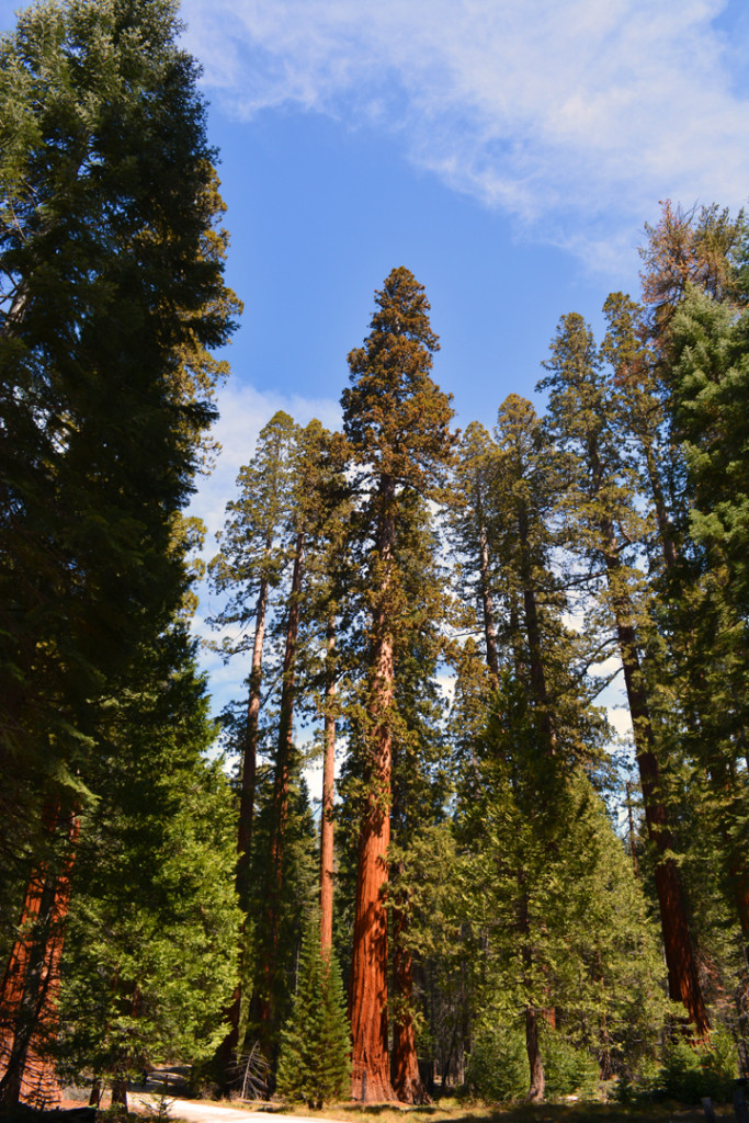 California Redwood Sequoia Mariposa Grove