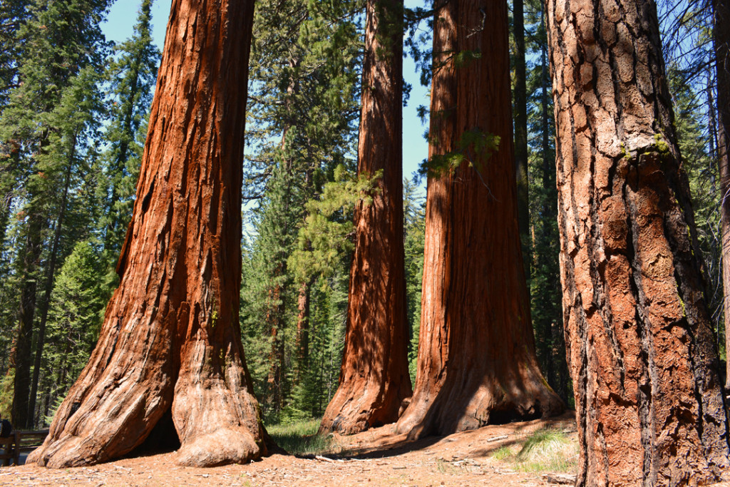 California Redwoods at Mariposa Grove
