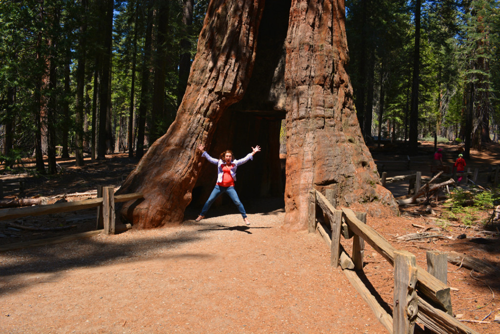 California Shawna Coronado Walk Through Redwood Sequoia At Mariposa Grove