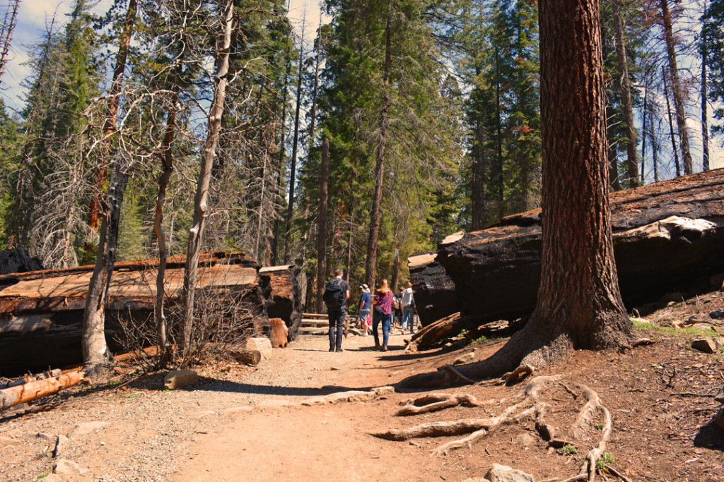California Toppled Sequoia Redwood Tree