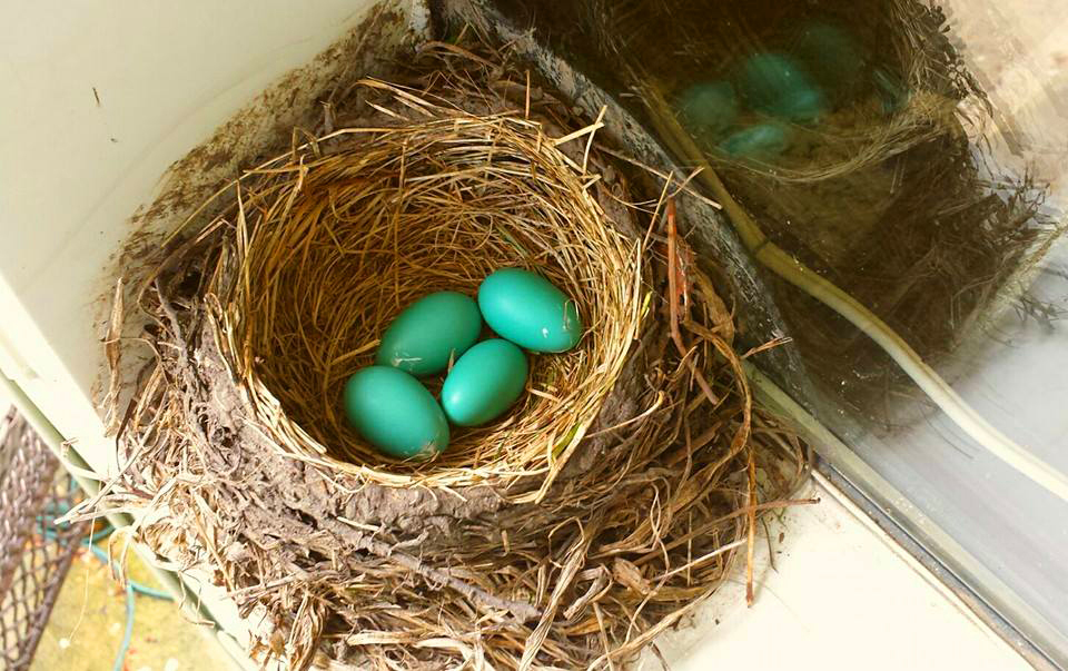 Eggs in Nest