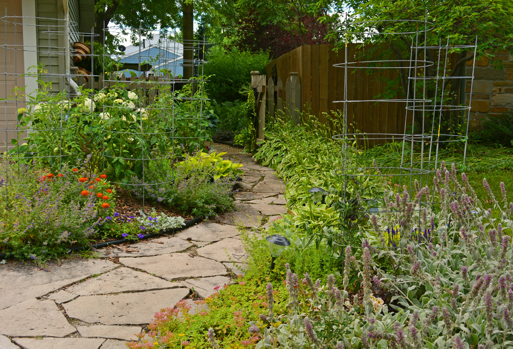 Front Lawn Tomato Garden 