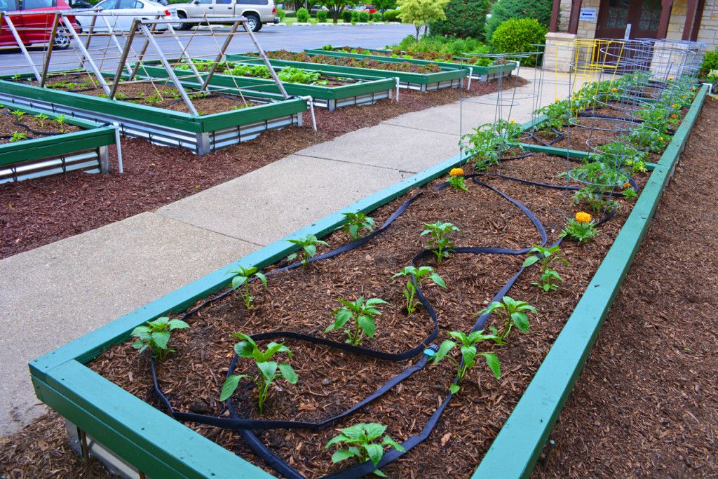 Church Garden with Vegetables and Drip Lines