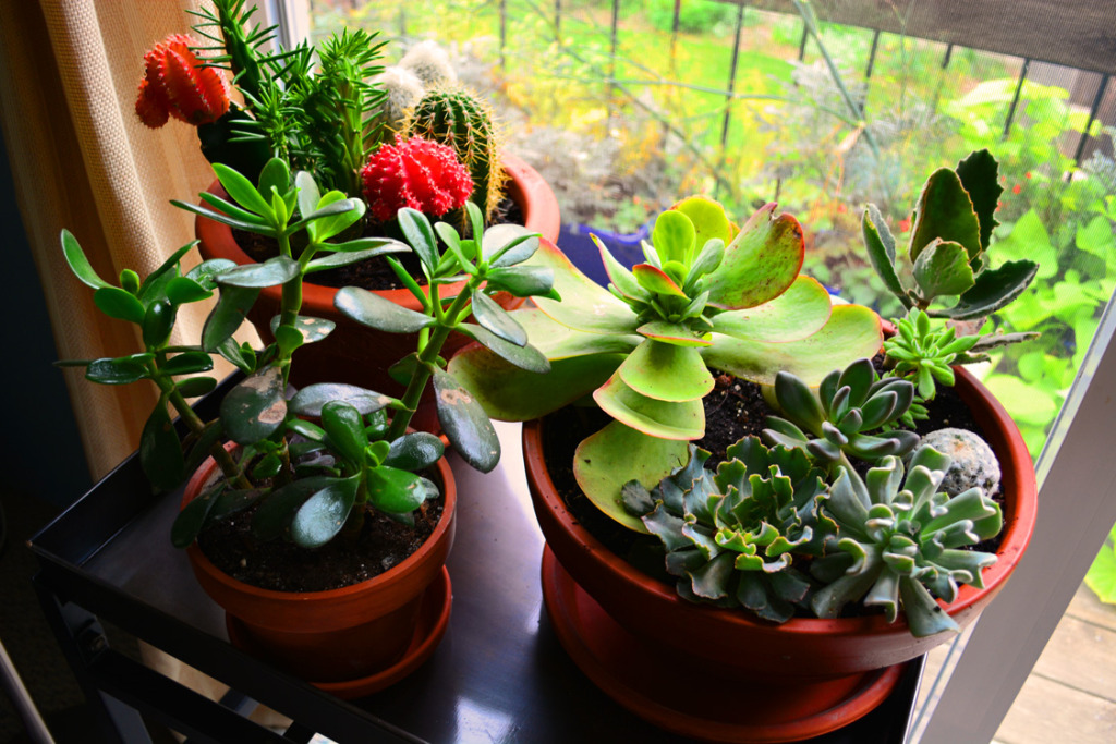 houseplants-part-ii-home-air-purification