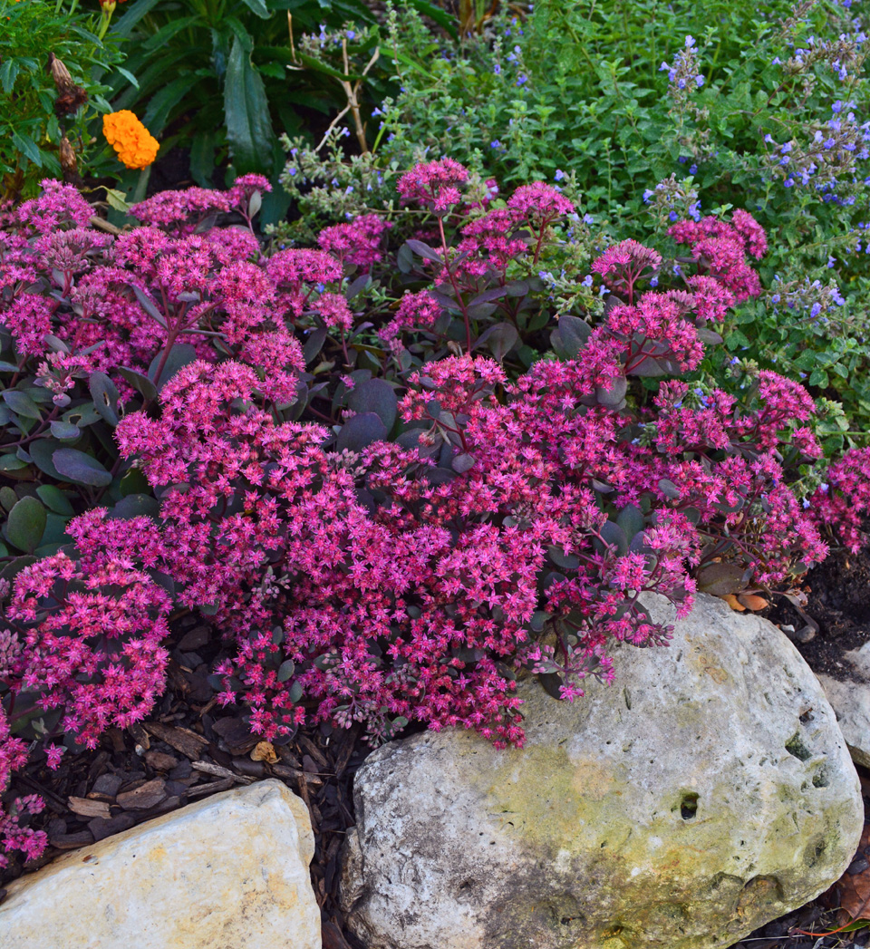 garden-with-drought-tolerant-creeping-sedum-stonecrop