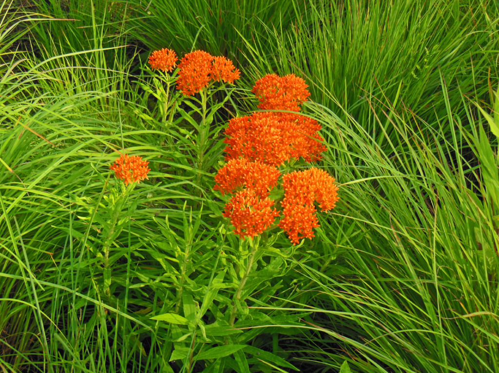Butterfly Weed Asclepias tuberosa native plant ⋆ Shawna
