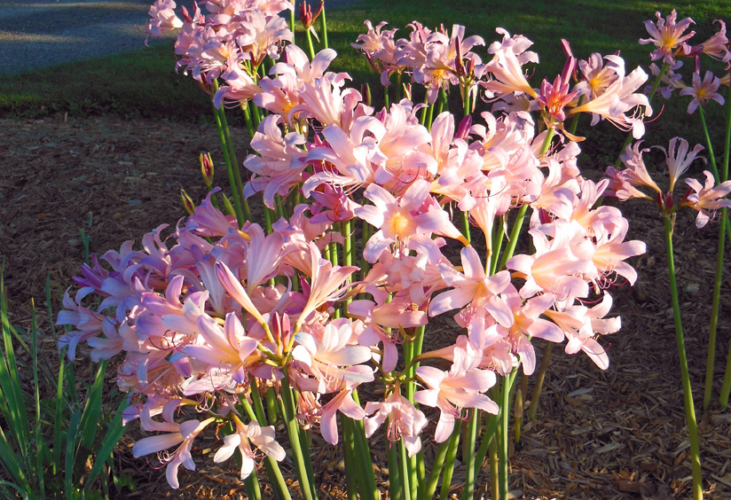 Pink Surprise Lily Bulbs Lycoris squamigera Garden