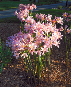 Pink Surprise Lily Bulbs Lycoris squamigera