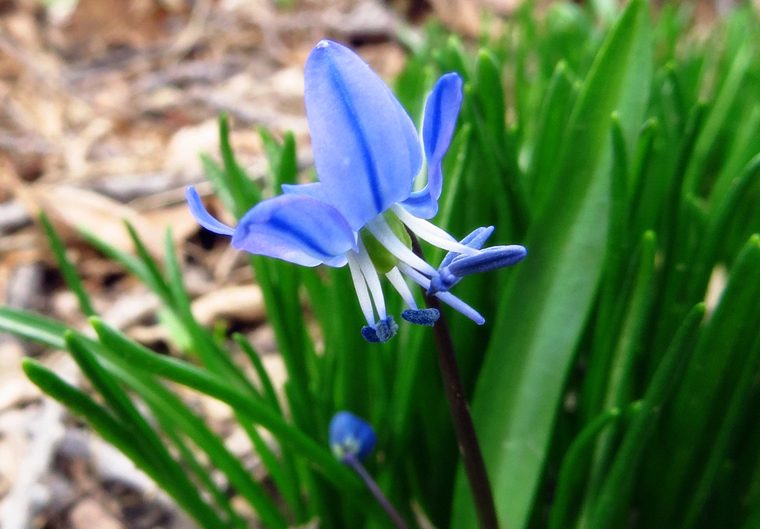 scilla siberica 4 13 14 a 2