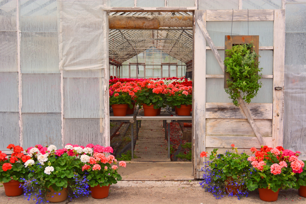 Aromatherapy Living Wall Grovert With Geraniums on Door