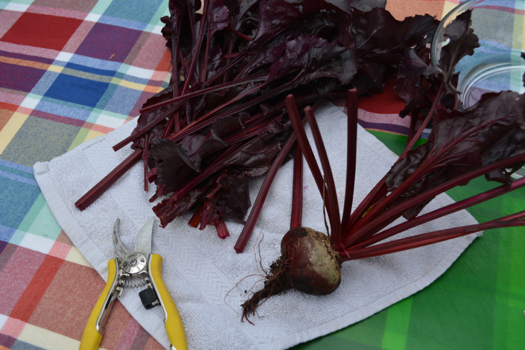 Beet Green Salad How to Cut