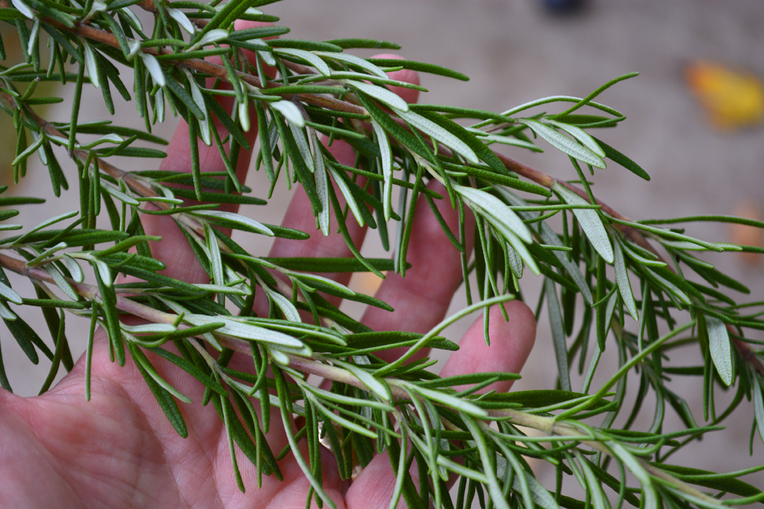 Crockpot Chicken Rosemary