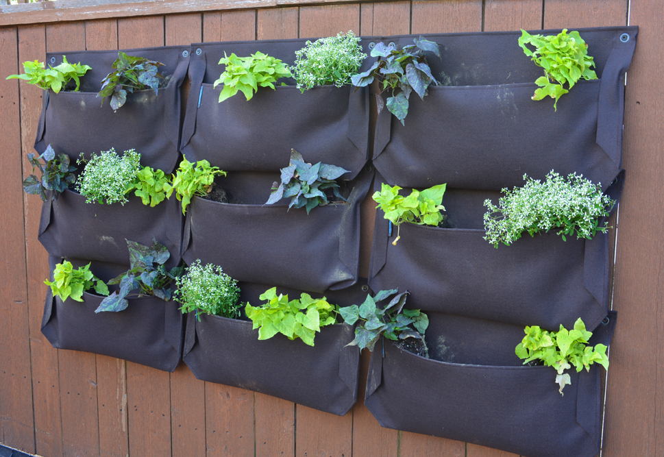Money Saving Garden Ideas with a Living Wall - Shawna Coronado