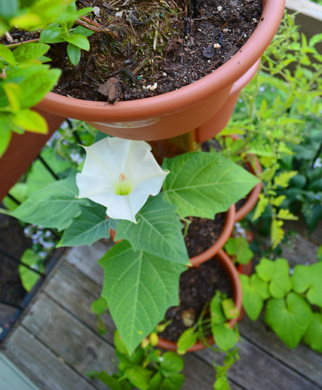 Garden Post Vertical Garden with Plants Flowering