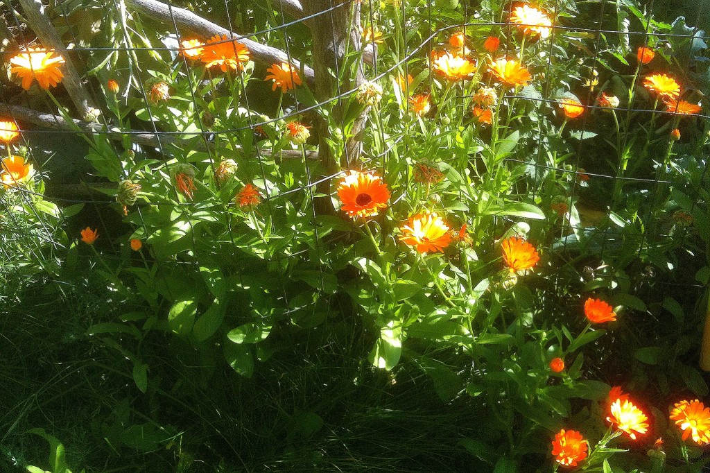 Calendula on a fence