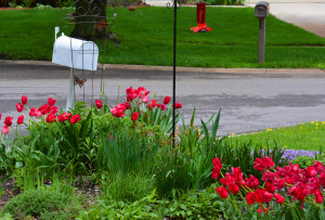 Hummingbird Feeder with Tulips