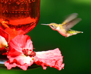 Hummingbird Swallowing Nectar