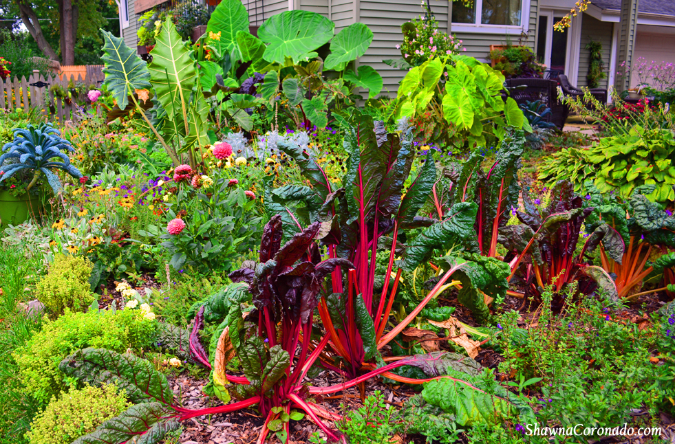 Tropical jungle garden with Swiss Chard