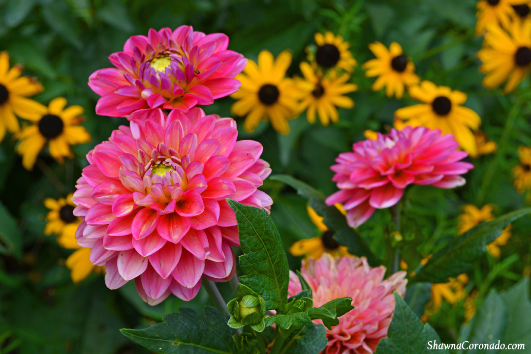 How To Grow a Dahlia Flower - Shawna Coronado
