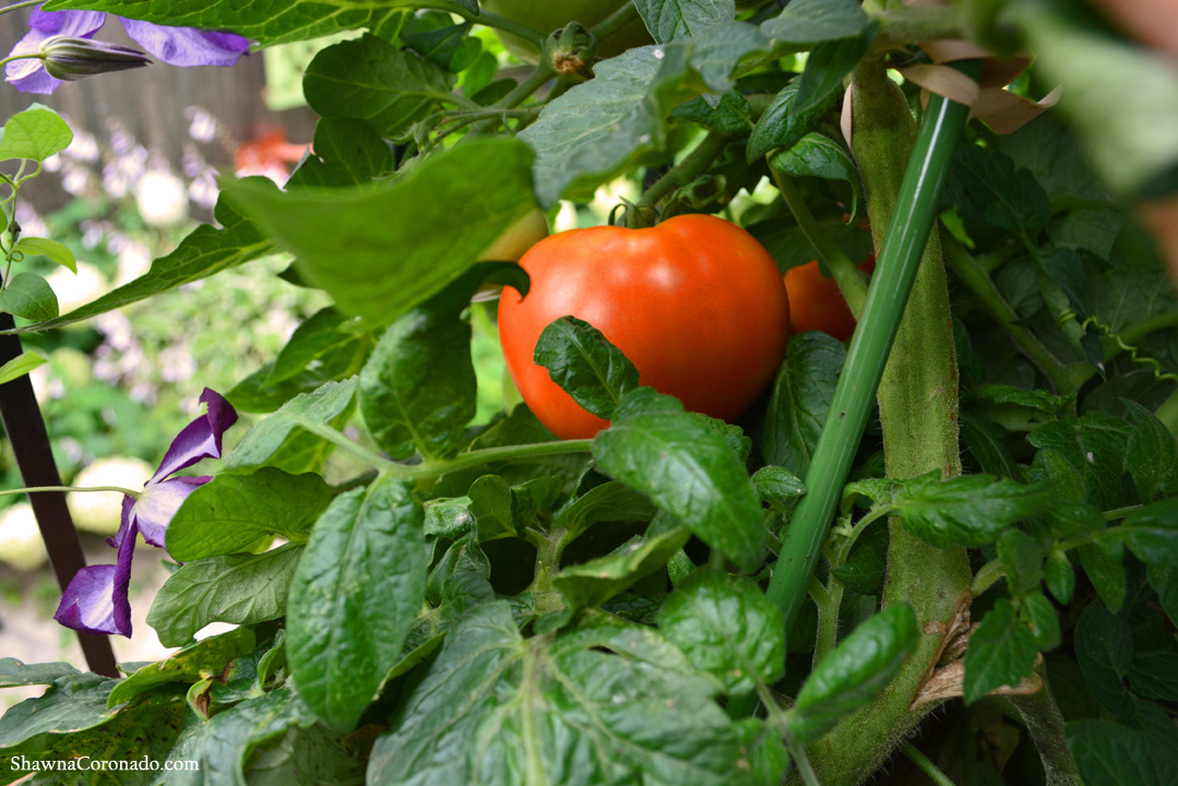 Balcony Wall Garden and Tomato Container Garden © copyright Shaw