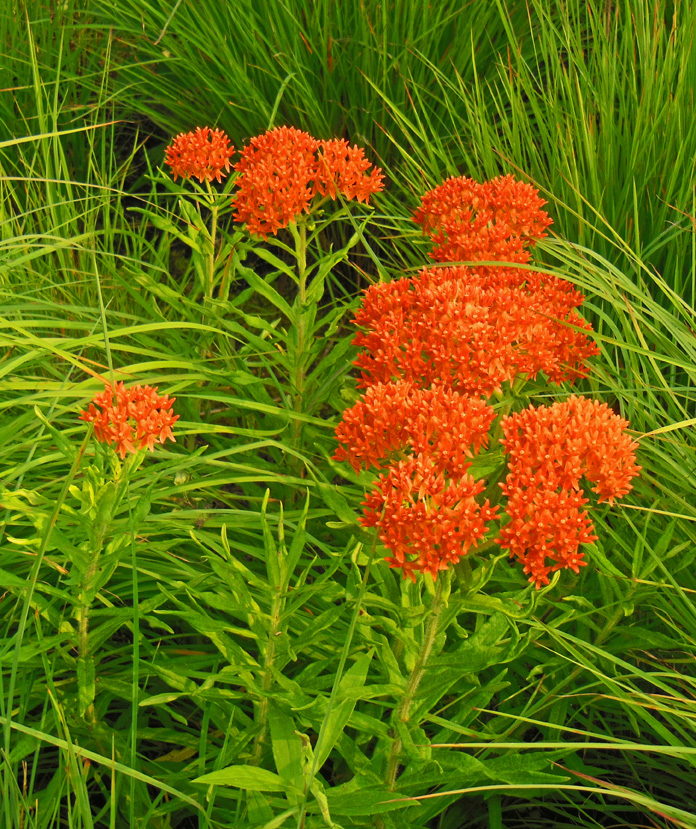 Butterfly attracting plant