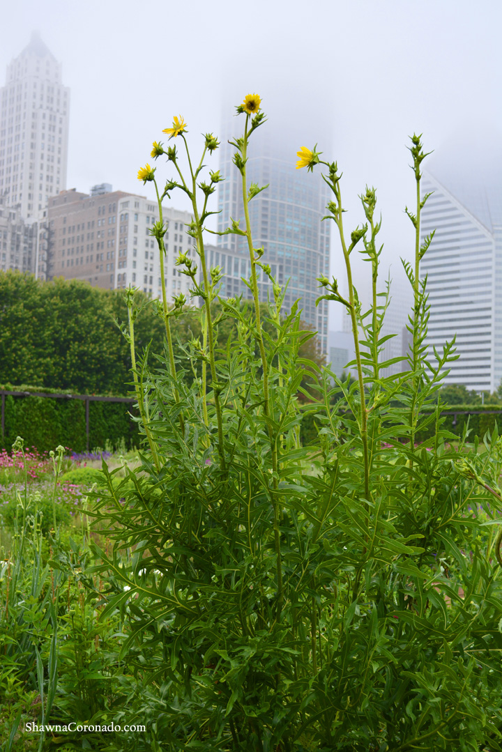 Lurie Garden Compass Plants