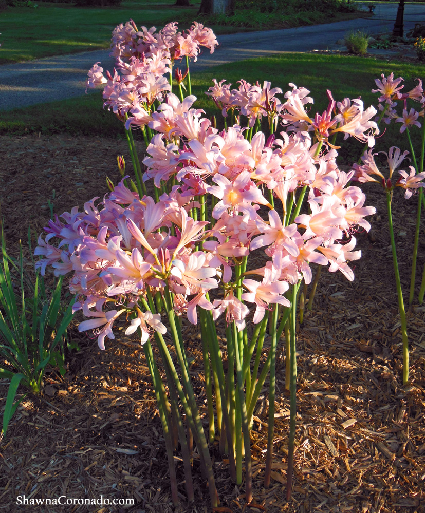 plant-a-pink-surprise-lily-bulb-lycoris-squamigera-shawna-coronado