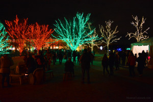 Morton Arboretum Illuminations People and Lighted Trees