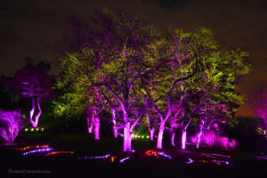 Morton Arboretum Illuminations Purple and Gold Trees