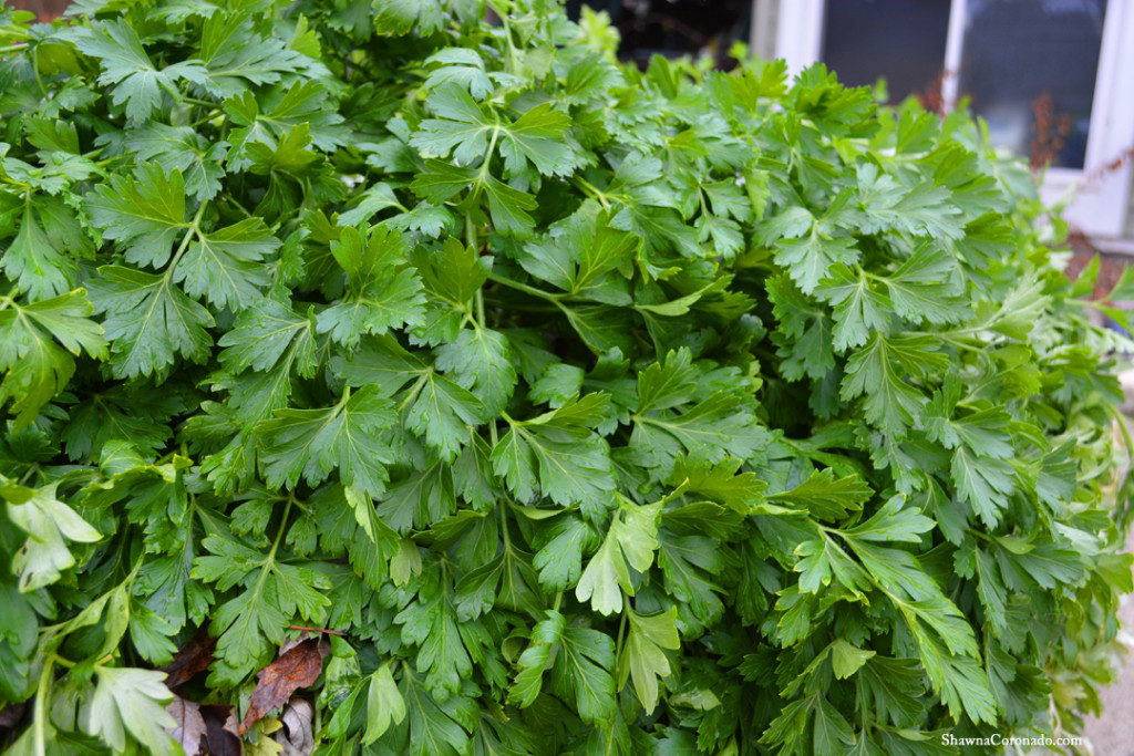 Parsley in the Snow ⋆ Shawna Coronado