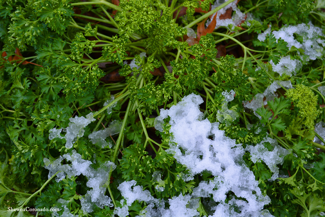 Winter curly parsley with snow