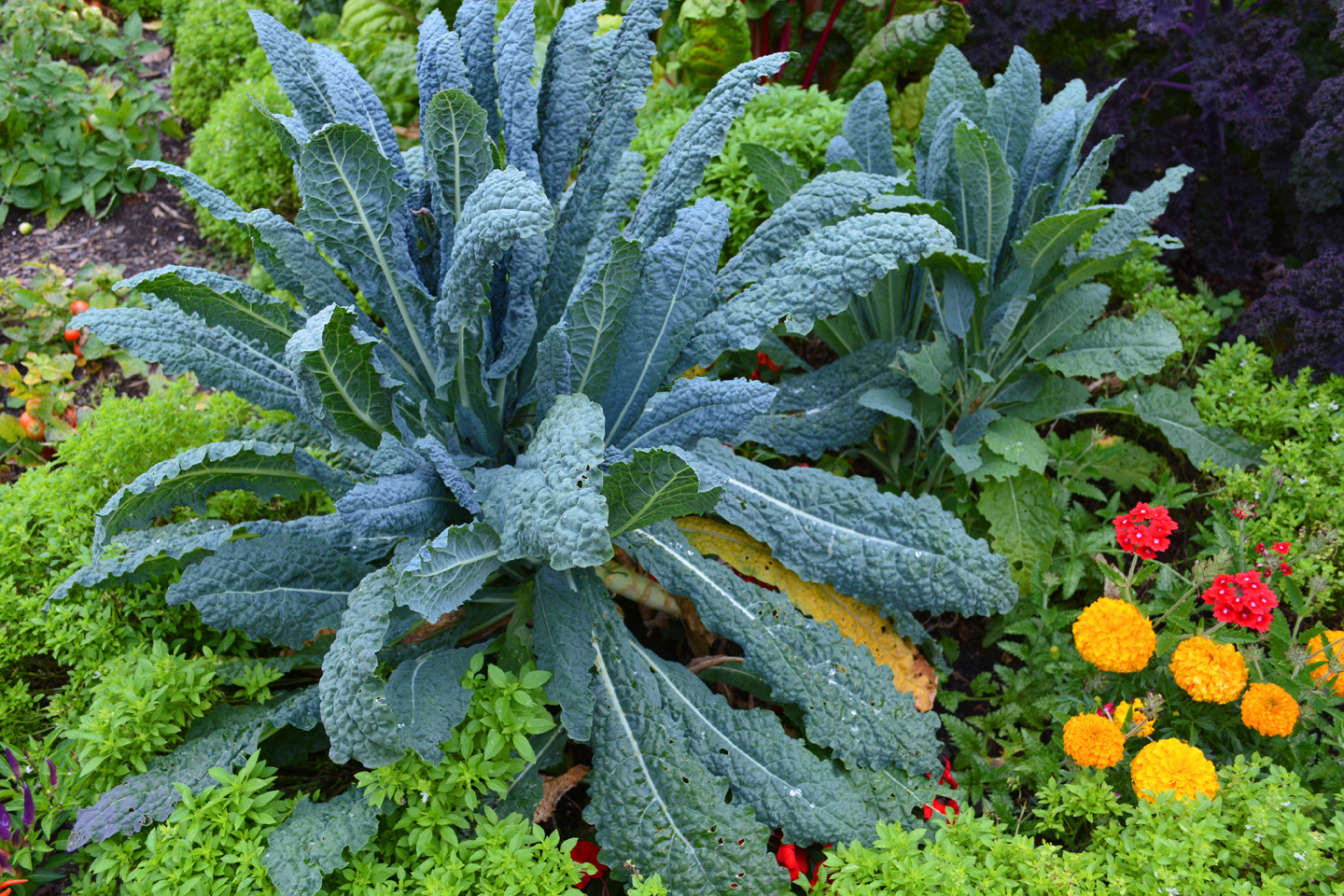 Ornamentals and Vegetables Living Together In Perfect Harmony