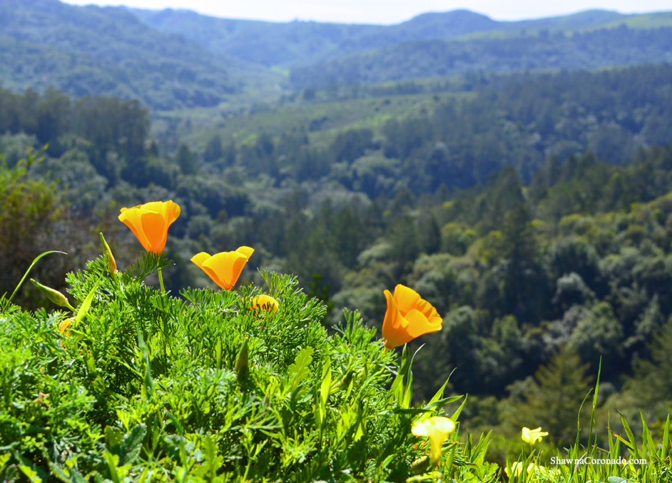 California Wild Flowers copyright Shawna Coronado