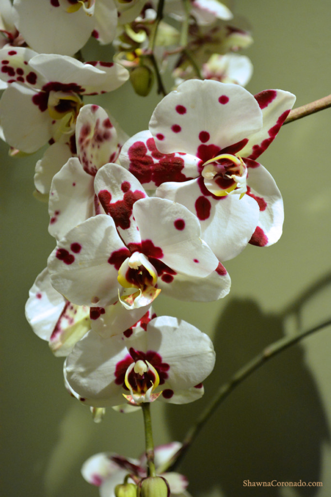 Chicago Botanic Orchid Show Burgundy and White