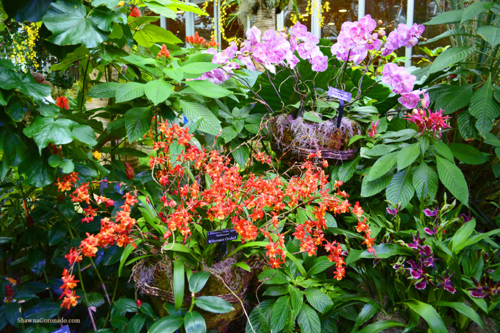 Chicago Botanic Orchid Show Pink and Orange Orchids