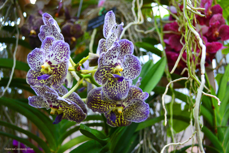 Chicago Botanic Orchid Show Purple and Yellow Spotted Orchid