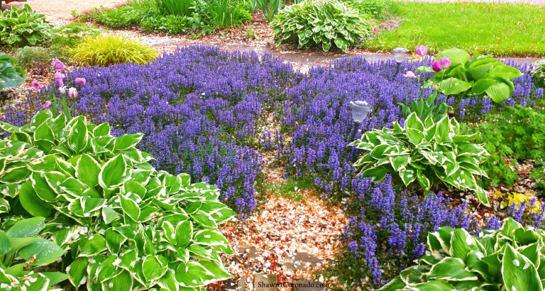 Best Ajuga Groundcover is Chocolate Chip