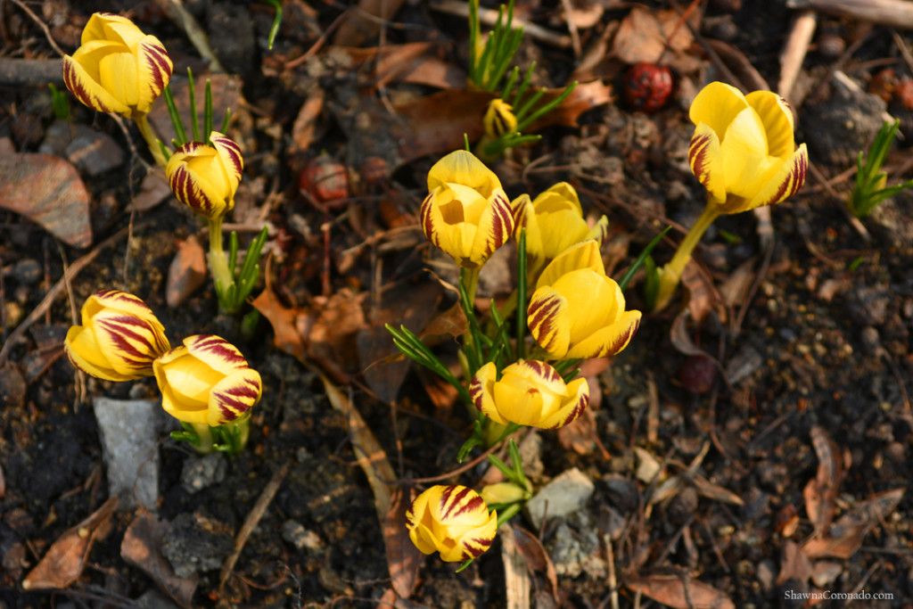 Crocus chrysanthus gypsy girl bulb copyright Shawna Coronado