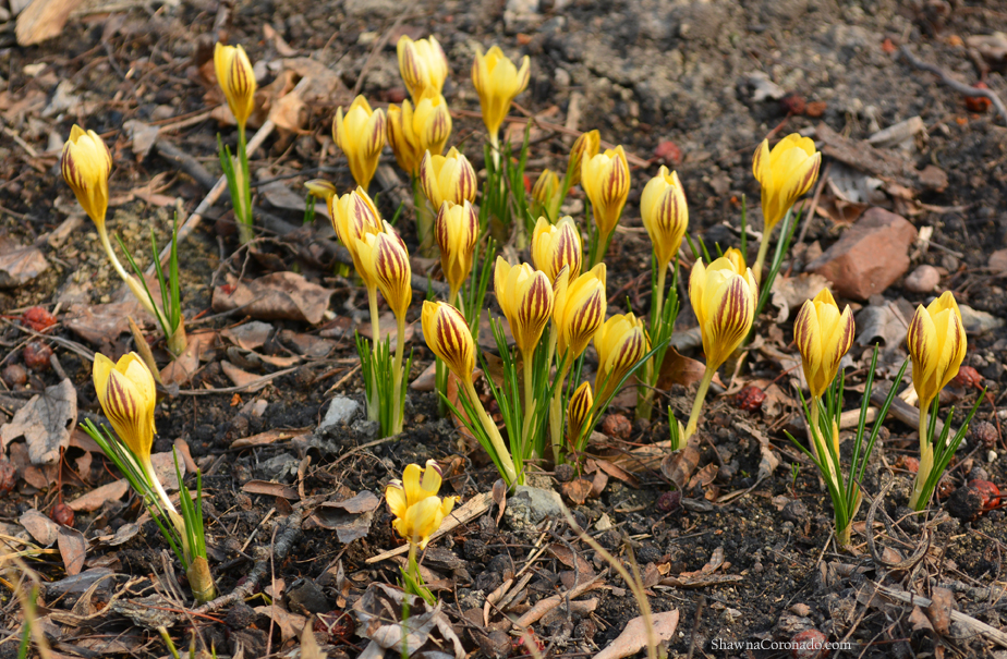 Crocus chrysanthus gypsy girl bulb grouping copyright Shawna Cor