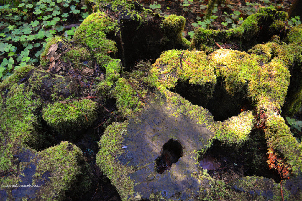 Muir Woods Park Moss Logs copyright Shawna Coronado