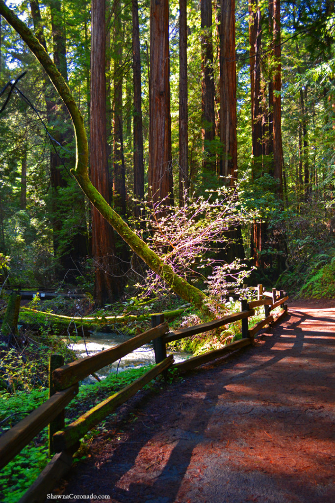 Muir Woods Park Moss Water and Light copyright Shawna Coronado.j